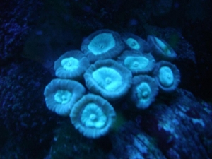 antic candy coral