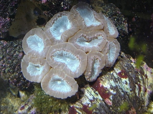 Halide candy coral