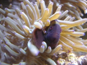 beast of the deep