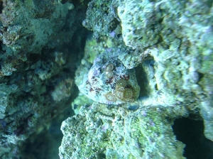 free rock with zoas