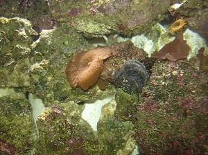 unknown clam