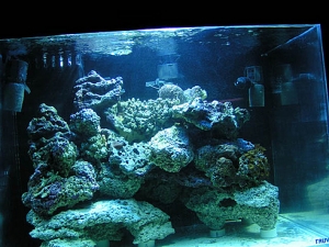 77Gal tank shot right after getting LR