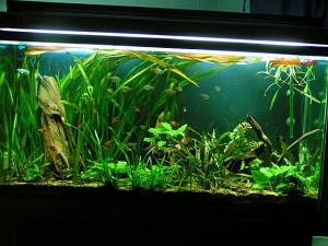 80 Gal Planted