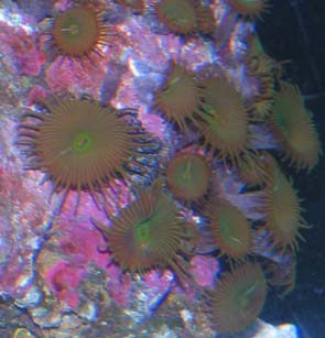 Button Polyps