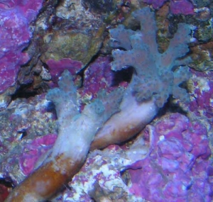 Leather Coral