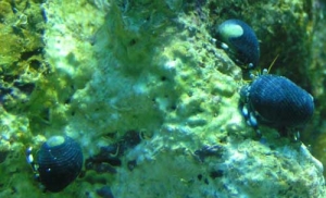 hermit trio