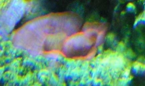 redCoral
