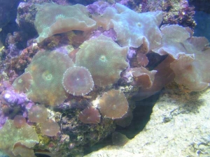 shroomcolony