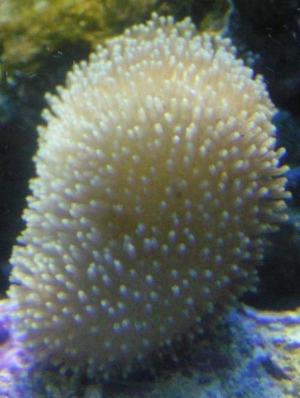 tancoral