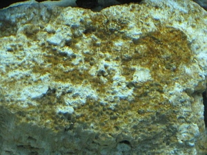 Diatoms2