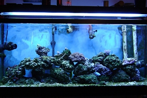 myTank1