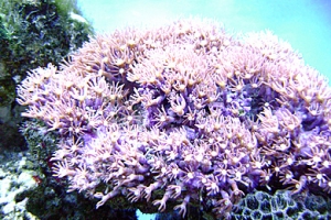 my star polyps. has them for about 2 years.