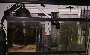 my Sump.30 gallon 8 gallon refugium.
