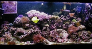 Tank up and running for about 10 months
