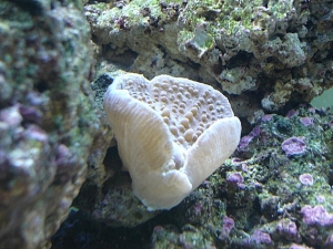 hitch hiker mushroom
