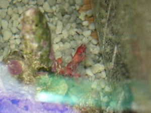 unknown coral