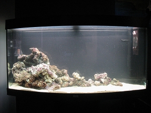 'Big' tank.  260, still cycling.  I am getting some better lights for it, they are still on order, and before it finishes cycling, I might chuck another bag of CSubstrate in there and some more LR....