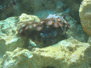 First Coral