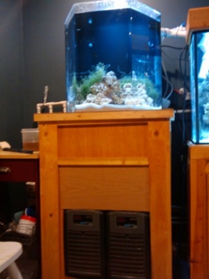 35 gallon seahorse