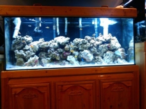 135 gallon main