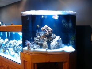 55 gallong eel and lions