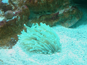 Plate Coral