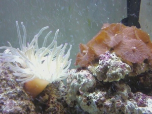 New mushrooms!