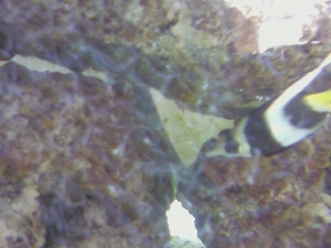 Although you can't see it here, the henio is actually getting cleaned by the cleaner shrimp! Neat!