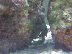 Emerald Crab