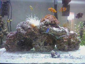 I rearranged the rock since I have another piece now (slowly but surely)...looks wayyy better!
