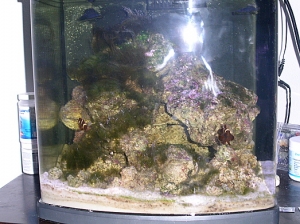 reef tank