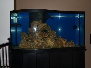 95g All Glass Wave tank