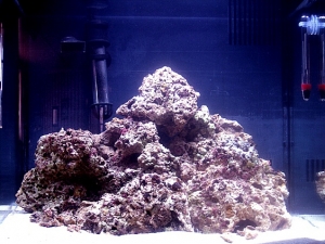 tank1