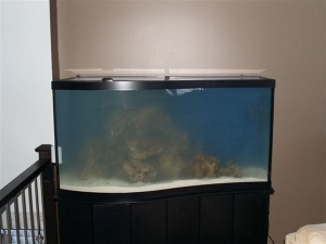 Day after adding 60lbs of live sand...