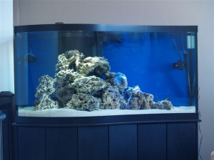Day 2 after live sand.