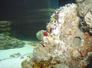 Scarlet reef hermit