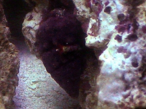 Scarlet reef hermit with red feather duster worm attached