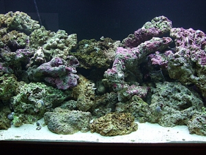 DSCF5578