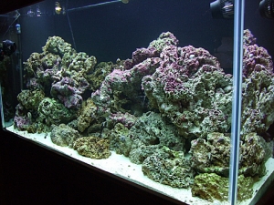 DSCF5585