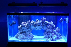 Fish009