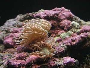 Duncan Coral 10 19 08