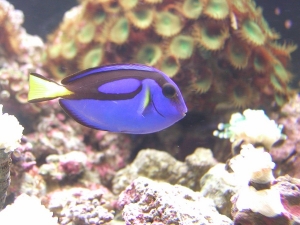 Blue Tang 10 19 08 pm