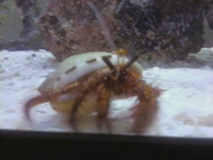 Hermy, head of my clean up crew...may he rest in peace.