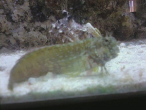 Lonnie, the Lawnmower Blenny