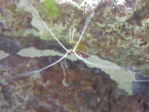 Cleaner shrimp, named Jaques of course!