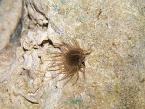 Dusky Anemone 1