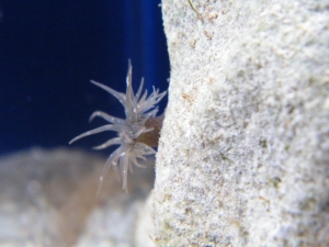Dusky Anemone 2