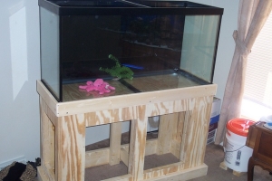 fish 028