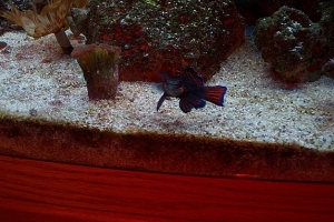 fish 017