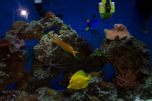 fish 002